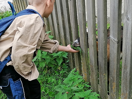 Kind füttert Ziege mit Gras