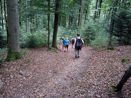 Wald, Pfad, Pfadfinder, erkunden, entdecken