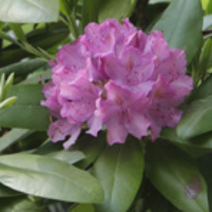 Rhododendronblüten