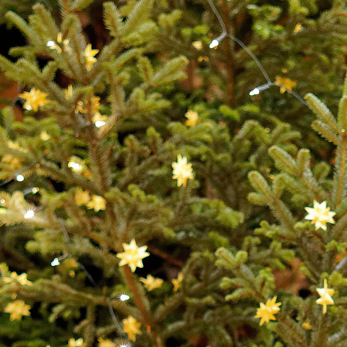 Ein geschmückter Tannenbaum.